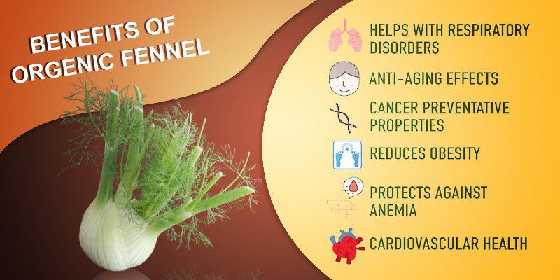 Benefits of Organic fennel in your diet