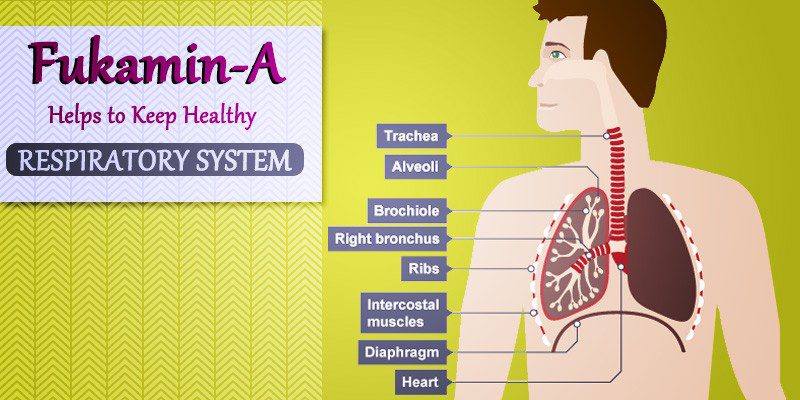 FUKAMIN A reducing ill effects of smoking