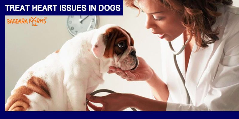 cure heart problems in dogs with barkumin