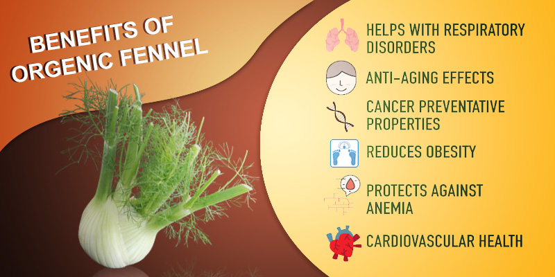 Benefits of Including Organic Turmeric & Fennel in Your Diet