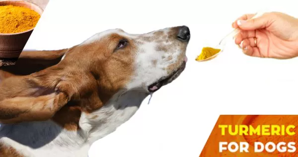 Turmeric for Dogs to Treat Various Health Related Problems