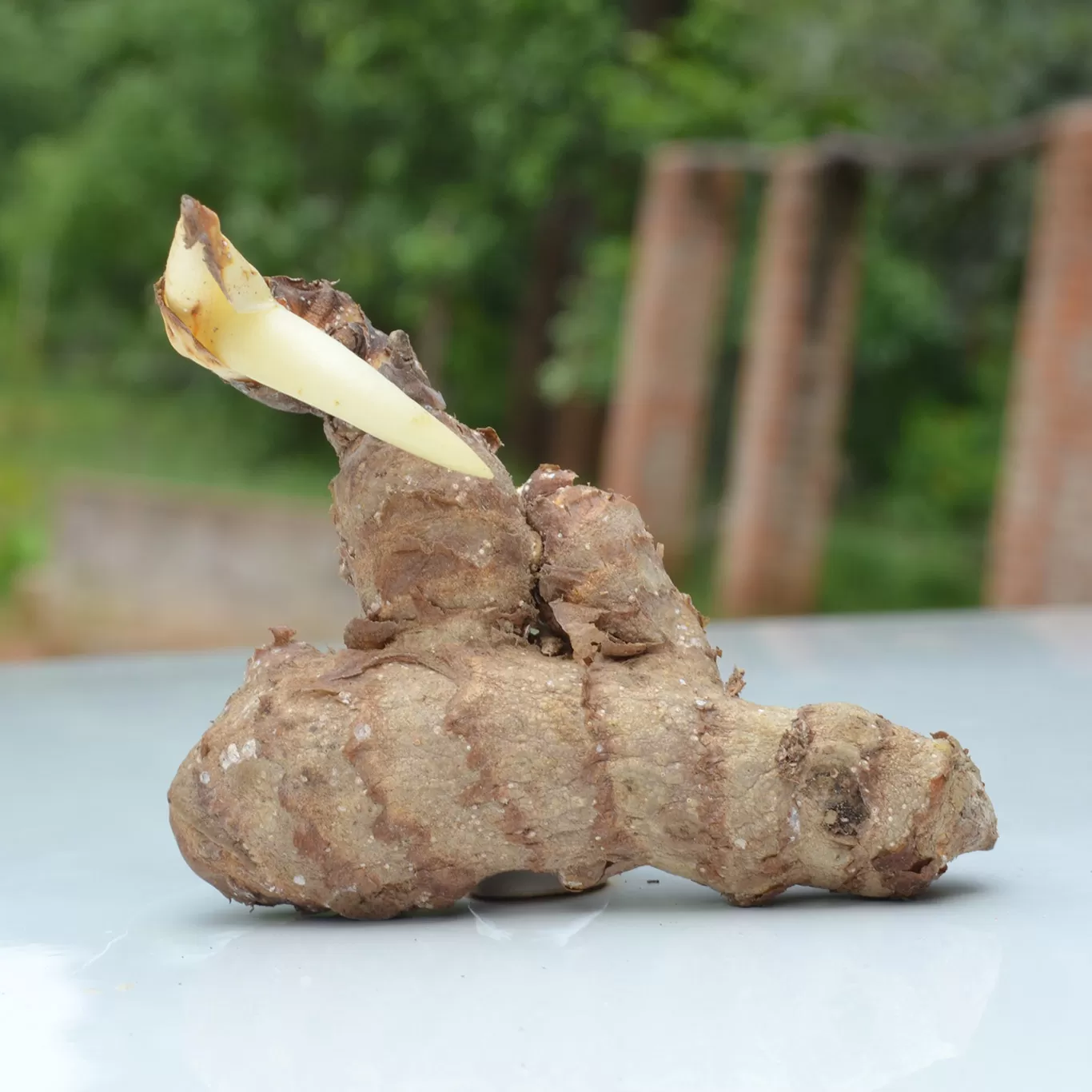 Treat gout naturally with calmya