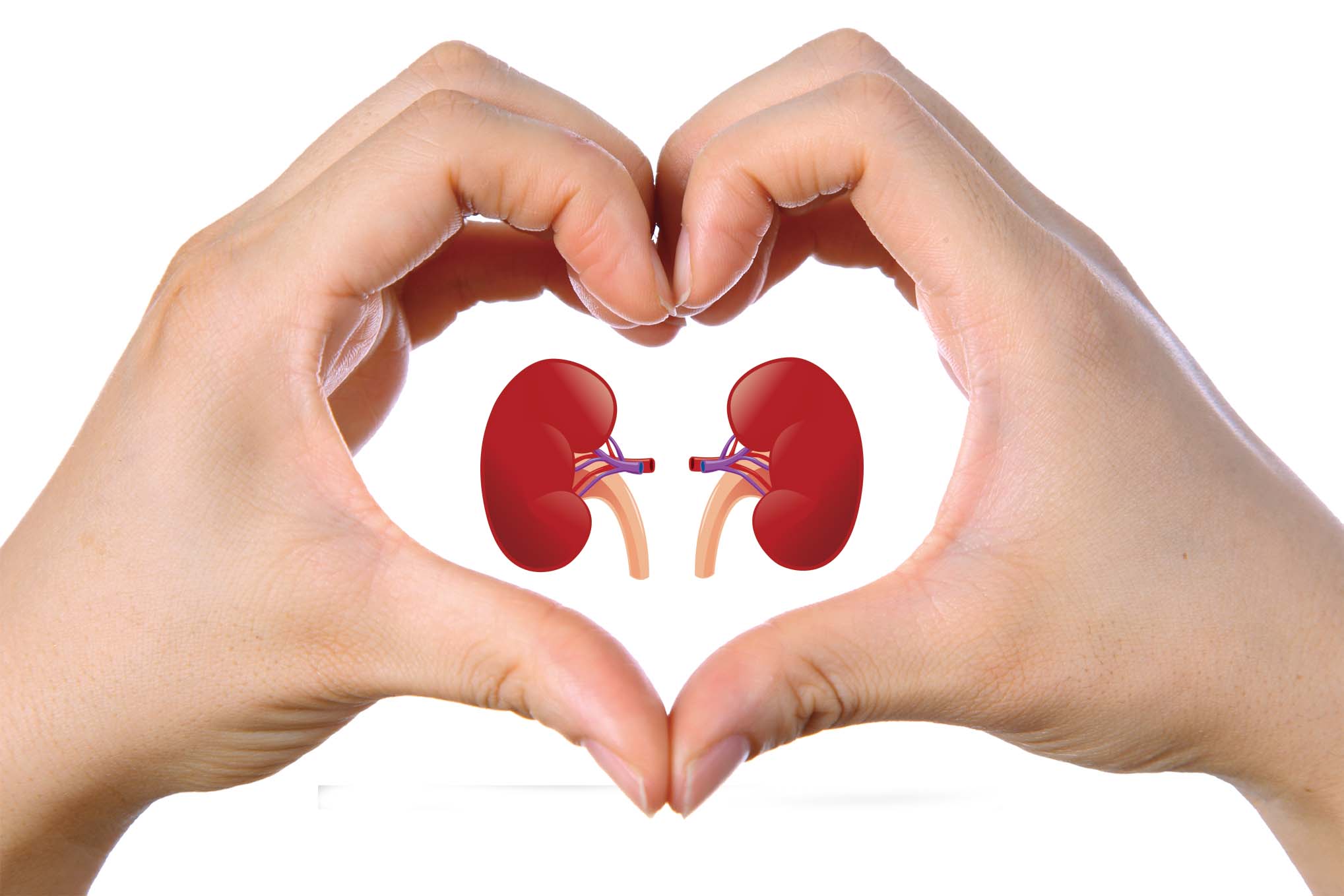 Kidney care with natural products calmya