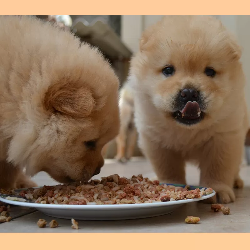 Barkumin to improve dogs health
