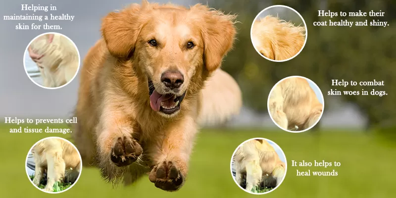 Barkumin for skin diseases treatment in dogs