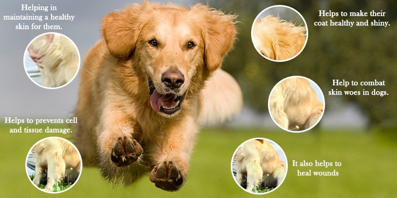 Borage Oil manufacturer Borage Oil manufacturer