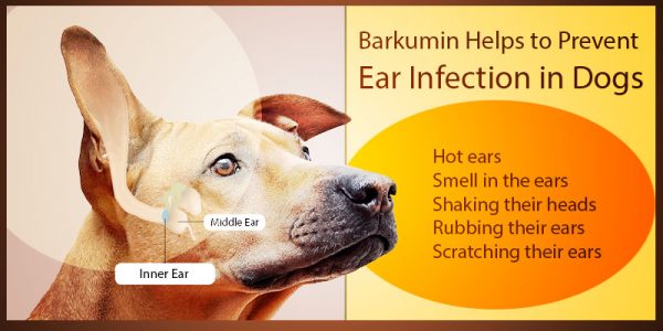 Give Your Dogs Best Treatment for Ear Infections Using Curcumin