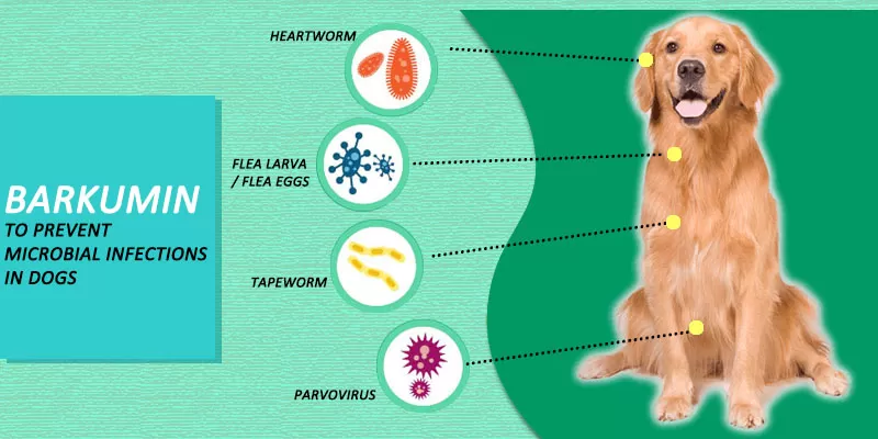 Barkumin to Prevent Microbial Infections in Dogs