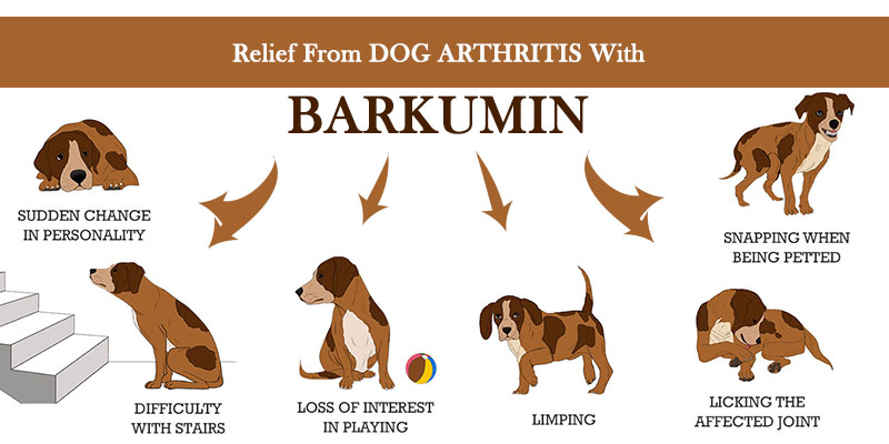 Barkumin for curing Arthritis in dogs