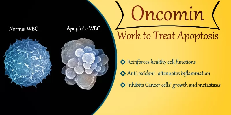 Oncomin works to treat apoptosis naturally