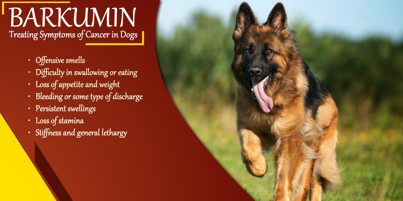 Treat Cancer in dogs with Barkumin
