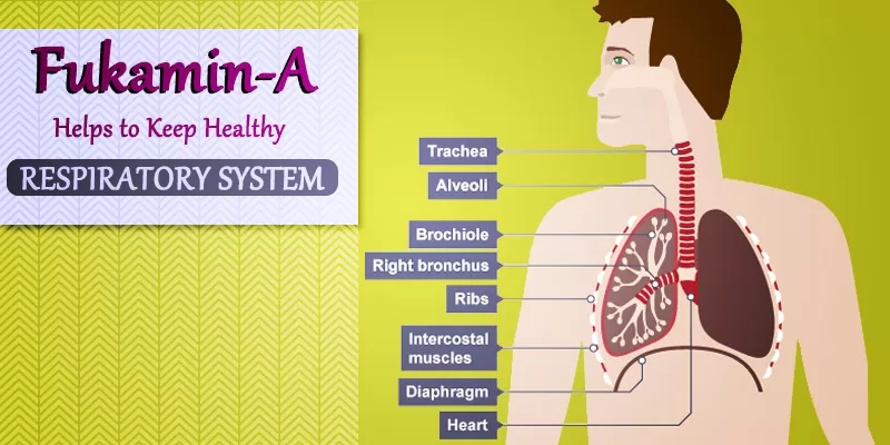 Treat Effects of Smoking on Respiratory System by few effort