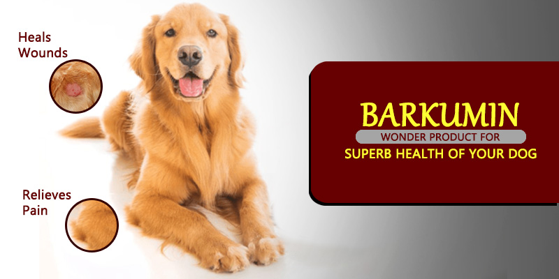 Barkumin cures inflammation in dogs