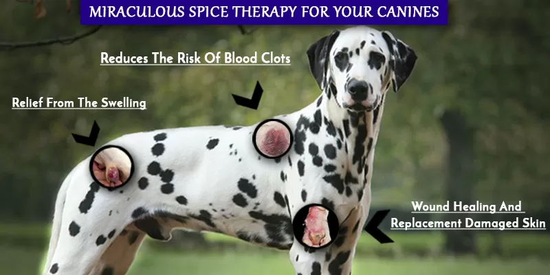 Organic Curcumin For The Health & Well Being Of Dogs