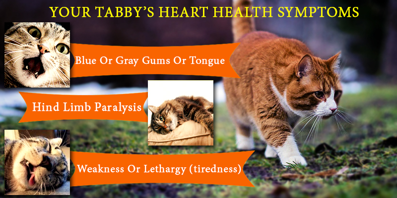  Tabbycin-C for keeping cats healthy