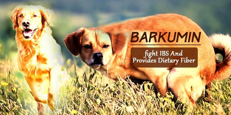 Irritable bowel syndrome treatment in dogs with barkumin
