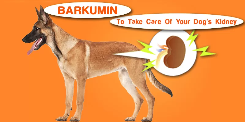 Cure the Kidney Diseases in Dogs with Curcumin