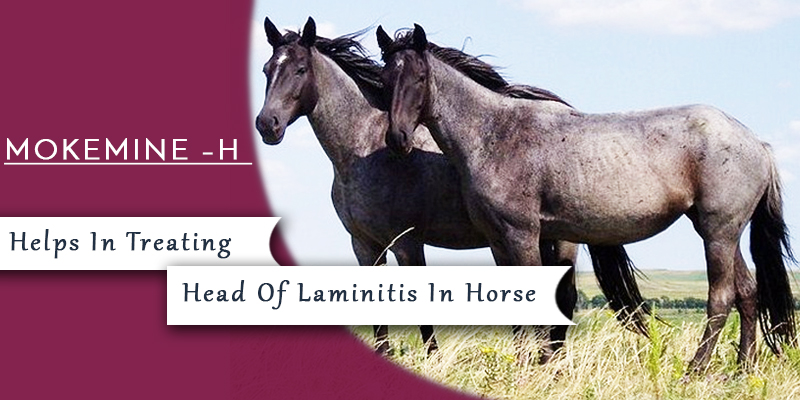 Mokemin-H for Laminitis in horses