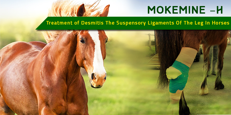 Mokemine-H for Desmitis in horses