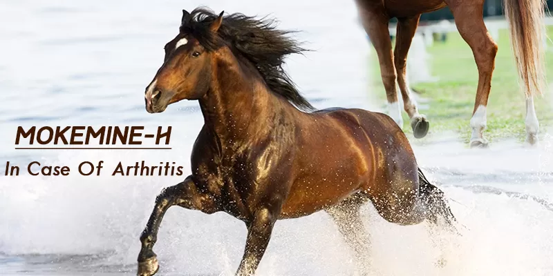 Cure Arthritis in Horses with Curcumin
