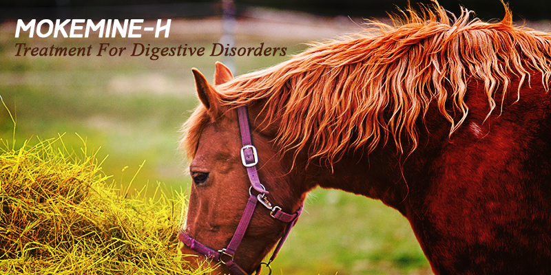 Mokemine-H for digestive disorders in horses