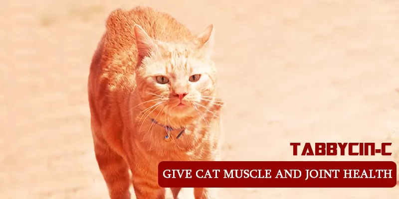 Tabbycin-C to treat arthritis in cats