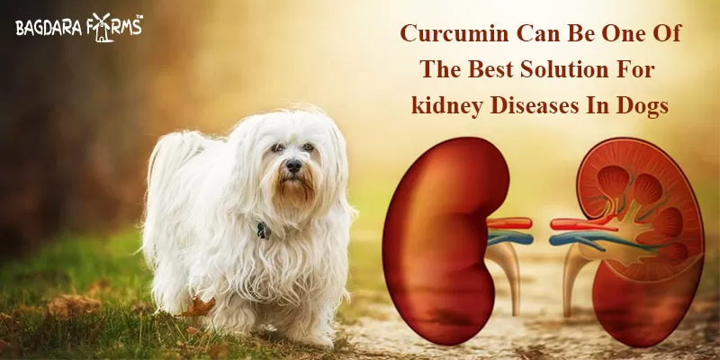 Keep The Kidneys Healthy of Your Dogs with Barkumin