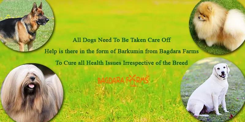 barkumin for dog care