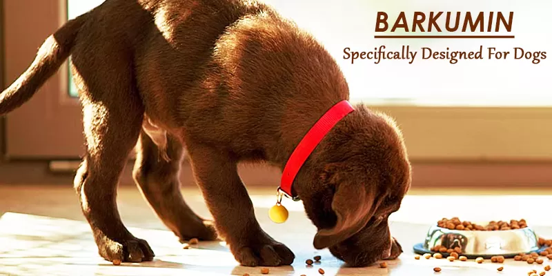 Never Let Your Dog Fall Sick With Curcumin