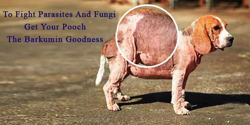 Is Your Dog Troubled From Itchiness?