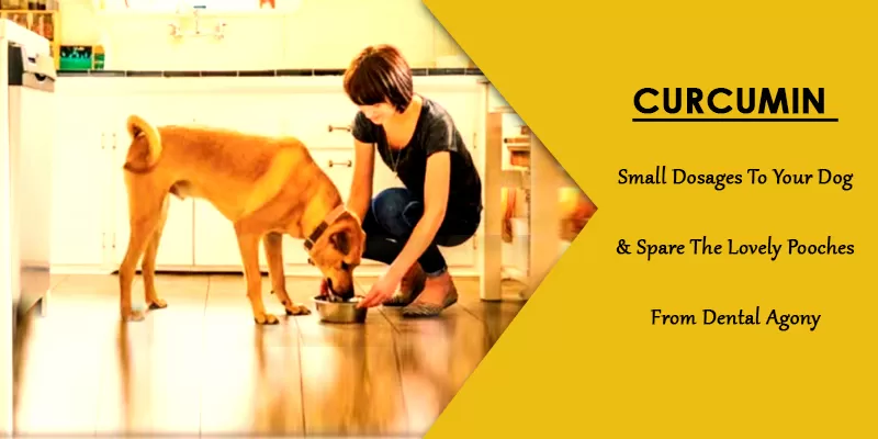 Problems In Dogs Gum and teeth. Curcumin Solution For Oral health of your dog.