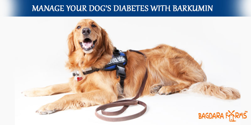 cure diabetes in dogs with barkumin