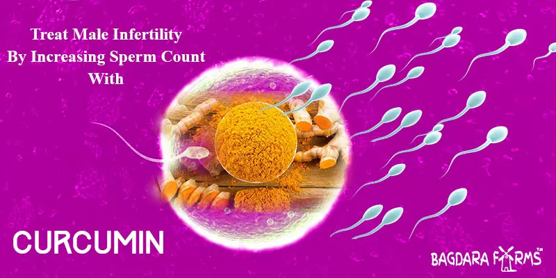 Curcumin Treats Male Infertility Improve Sperm Count … Bagdara Farms