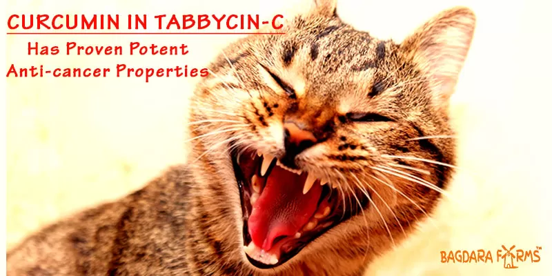 Cat’s Health Problems       Benefits of turmeric for cats?