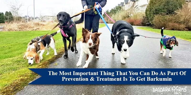 Types of Fungal Infections in dogs| Especially in Monsoons