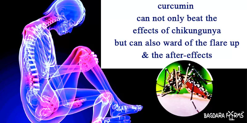 Curcumin for Chikungunya Joint Pain Relief