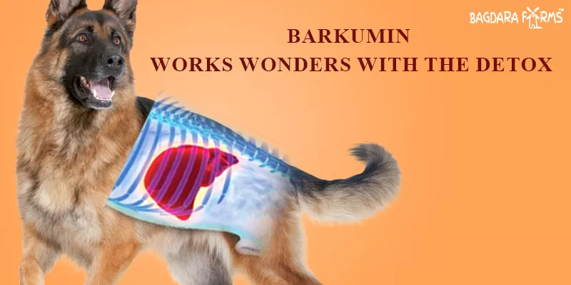 Benefits of Turmeric in Dog’s organ Detoxification