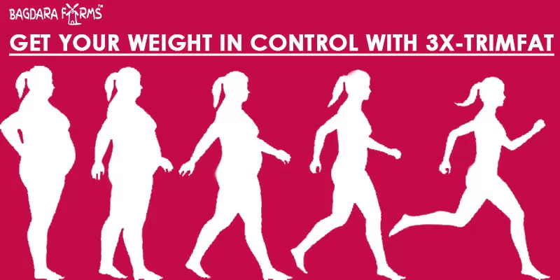Obesity No Longer A Problem With Curcumin