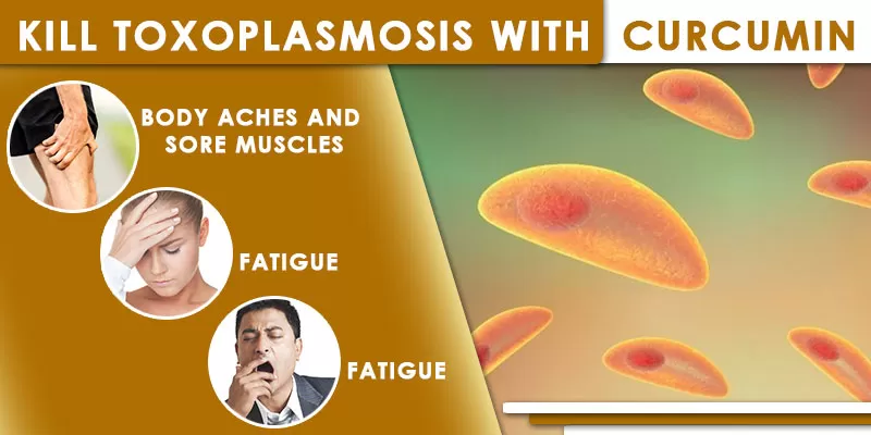 If You Do Not Wash Your Hands Before Eating, You Are At A High Risk Of Toxoplasmosis