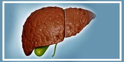 liver 