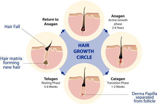 hair growth cycle