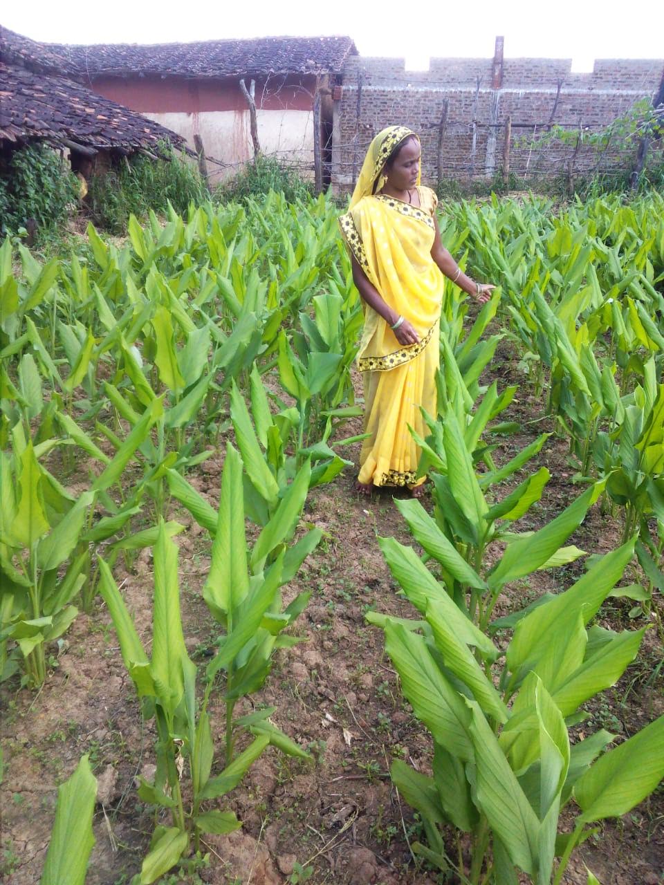 A tribal woman in a traditional dress stands amidst a lush green turmeric farm in Bagdara village, Madhya Pradesh, India
