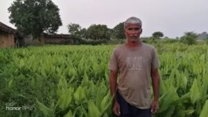 Bagdara Farms' turmeric fields with farmers harvesting the crop. The fields are surrounded by thick forests of Bandhavgarh Tiger Reserve