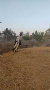 A person riding a horse on a dirt path in the lush green forest of Bagdara Farms, Bandhavgarh. The rider wears a helmet, gloves, and riding boots and sits comfortably on the horse's back, which is white in color with a white blaze on its forehead. The horse's mane and tail flow in the wind as it walks calmly down the path. In the background, tall trees can be seen, and the sun shines through the leaves, casting a dappled light on the horse and rider