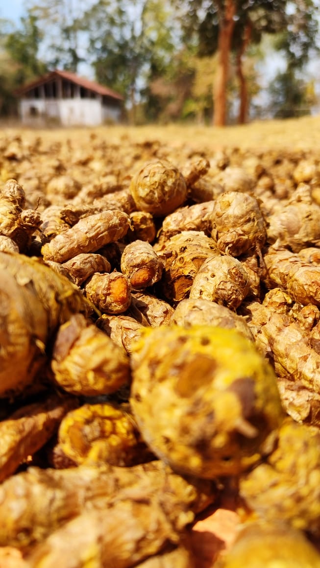 Close-up image of Bagdara Farms' high-quality organic turmeric, grown using sustainable farming practices in the heart of Bandhavgarh National Park