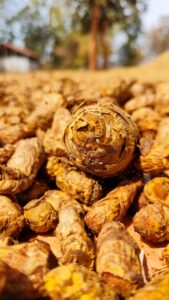 Bagdara Farms' high-quality organic turmeric, grown using sustainable farming practices in the heart of Bandhavgarh National Park