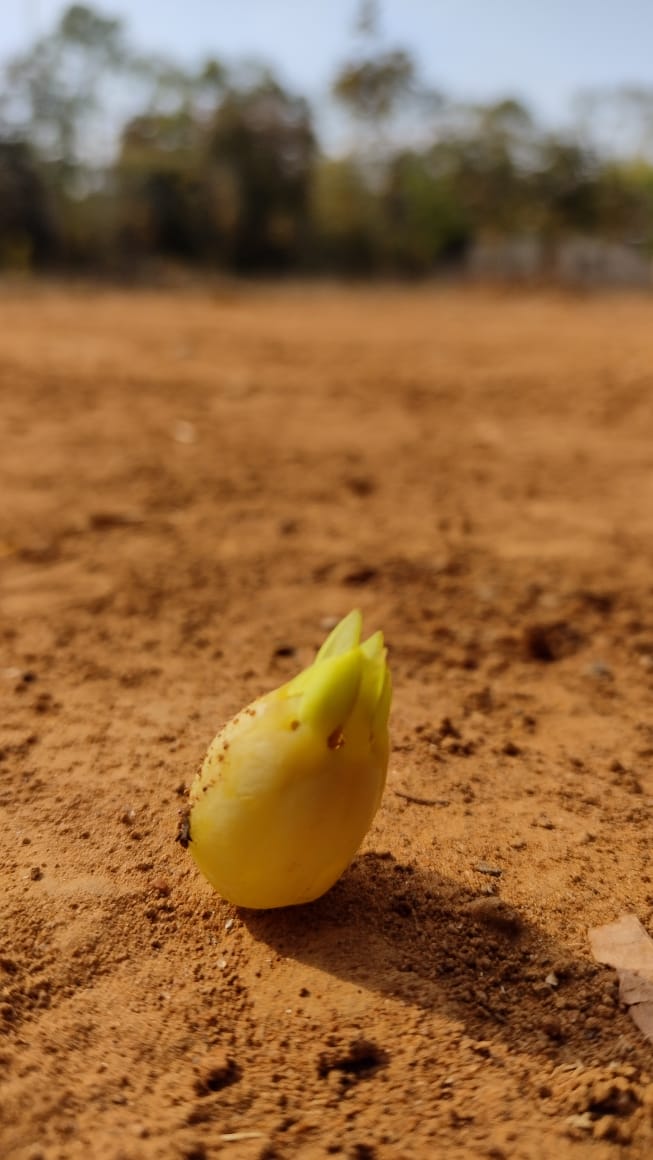 Close-up of Mahua fruit, small round brown fruits with a green stem, scattered on a white background.