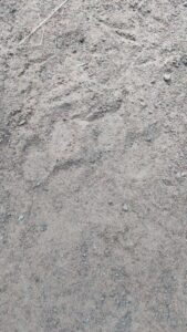 A close-up image of a tiger pug mark on sandy soil, showing the clear outline of the paw with visible claw marks