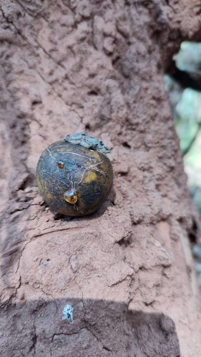 Close-up image of tendu fruit from Bagdara Farms in Bandhavgarh. The small, tangy fruit is displayed on the bark of the tendu tree.