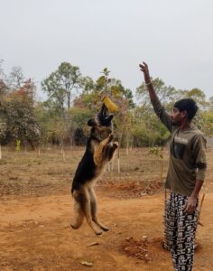 A brown German shepherd dog named Buzo jumps high in the air, his paws stretched out and his eyes focused on something in the distance. The lush green landscape of Bagdara Farms can be seen in the background, with tall trees and vibrant vegetation filling the frame.